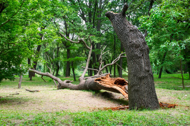 Best Utility Line Clearance  in Bear Creek, AL